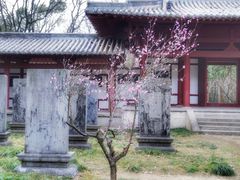 -梅花山(明孝陵内)