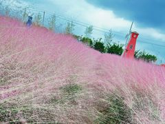 -鹅湖玫瑰文化园