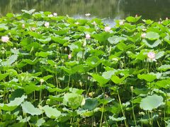 -荔湾湖公园