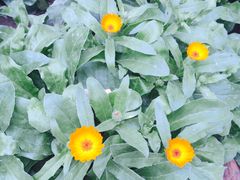 -济南方特东方神画