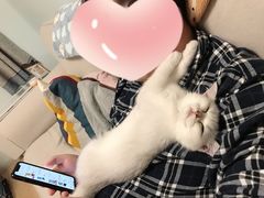 -东方名猫馆·英短金渐层布偶猫舍(环线广场1号楼店)