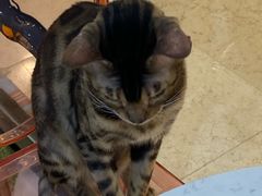 -糯米喵星人·撸猫猫舍咖啡馆(西市场嘉华店)