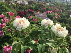 -曹州百花园