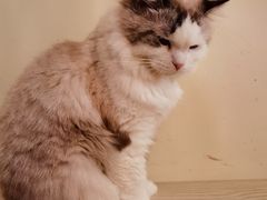 -滚猫咖啡·猫咖·猫友好撸猫(未来城店)