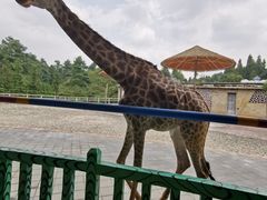 -贵州森林野生动物园