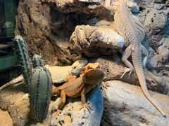 -FAIRYLAND龙族星球主题餐厅(凯丹广场店)