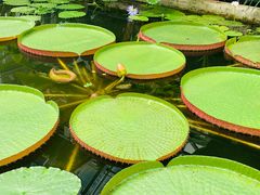 -国家植物园南园