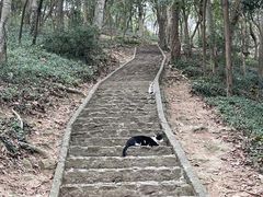 -上海佘山国家森林公园天马山园