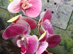 -上海大自然野生昆虫馆(东方明珠·爬宠昆虫探索中心)