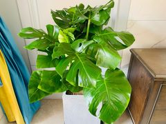 -秦美花卉(天朗·莱茵小城2期店)