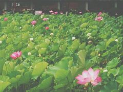 -四川大学(望江校区)