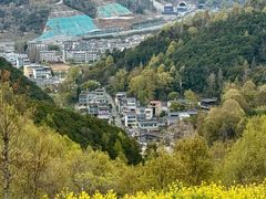 -桑洲油菜花景区