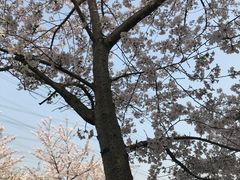 -高东镇樱花园