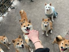 -柴犬高等学院·狗咖·柴犬售卖·宠物训练