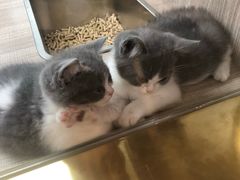 -飞行喵MR PILOT|猫舍·猫咖(静安大融城店)