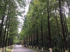 -黄海国家森林公园