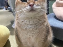 -逗柴咖啡屋·狗咖猫咖宠物桌游