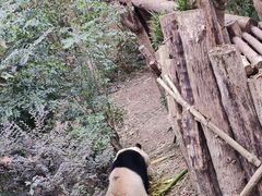 -成都大熊猫繁育研究基地