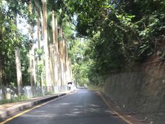 -银湖山郊野公园-相思林