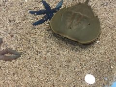 -芜湖新华联大白鲸海洋公园