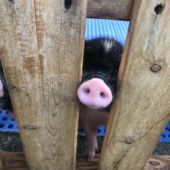 -萌宠亲子动物乐园(槐房万达店)