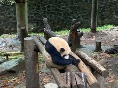 -都江堰中华大熊猫苑