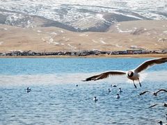 -青海湖国家重点风景名胜区