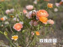 -上海辰山植物园