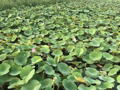 -天津东丽湖风景区