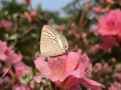 -深圳市中科院仙湖植物园