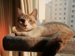 -美联众合动物医院·24h京西诊疗中心
