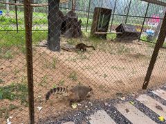 -合肥滨湖国家森林公园