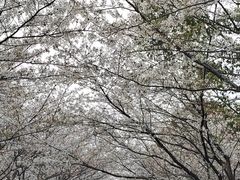 -高东镇樱花园