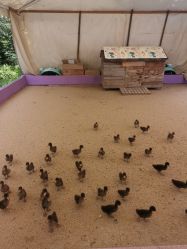 -萌宠亲子动物乐园(槐房万达店)