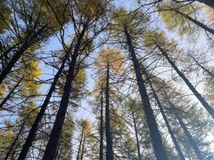 -塞罕坝国家级自然保护区