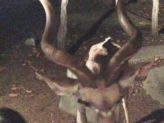 -清迈夜间动物园