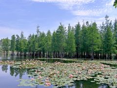 -白鹭湾湿地公园
