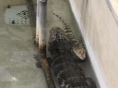 -石家庄市动物园