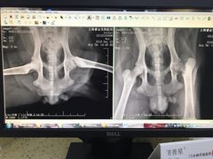 -睿金宠物医院·CT·肿瘤·骨外科