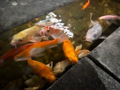 -颐和•海鲜砂锅粥•啫啫煲(奥林匹克广场店)