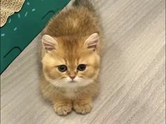 -猫十亿·布偶金渐层·曼基康矮脚猫舍(青年路店)