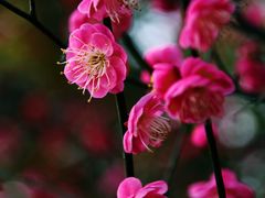 -八大山人梅湖景区