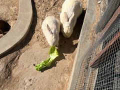 -石家庄市动物园