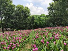 -松山湖梦幻百花洲