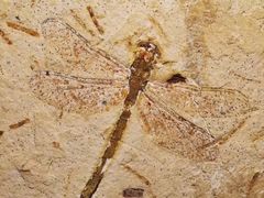 -上海昆虫博物馆