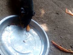 -万源龙顺度假庄园生态观光园