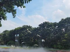 -广州长隆飞鸟乐园
