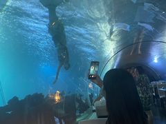 -海棠湾洲际-涛·海底餐厅·美人鱼·自助餐·海底隧道