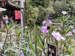 -青城山