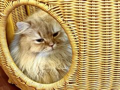 -MOCHA明星猫咖(田子坊店)